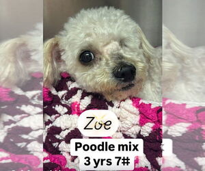 Mutt Dogs for adoption in San Diego , CA, USA
