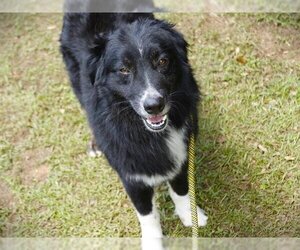 Australian Shepherd-Unknown Mix Dogs for adoption in Tallahassee, FL, USA