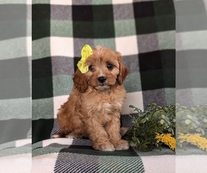 Cavapoo Puppy for sale in QUARRYVILLE, PA, USA