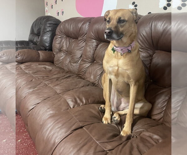 Medium Photo #14 Mutt Puppy For Sale in Fargo, ND, USA