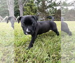 Small #1 Bulldog-Staffordshire Bull Terrier Mix