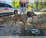 Small #6 Catahoula Leopard Dog Mix