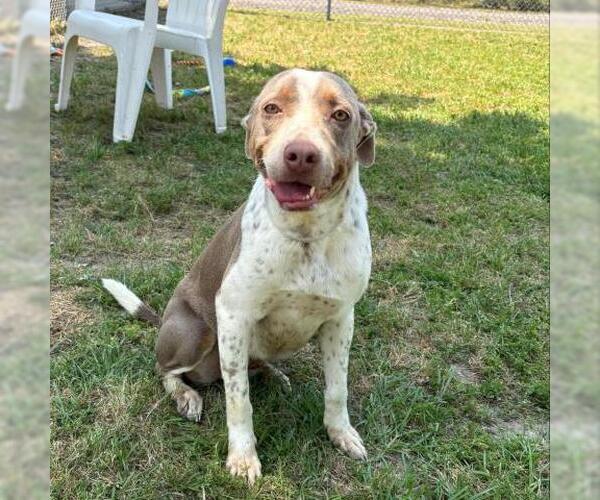 Medium Photo #1 American Pit Bull Terrier-Labrador Retriever Mix Puppy For Sale in Conroe, TX, USA
