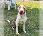 Small American Pit Bull Terrier-Labrador Retriever Mix