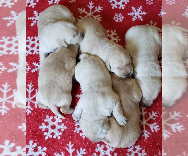 Medium Photo #1 Labrador Retriever Puppy For Sale in OLYMPIA, WA, USA