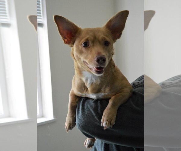 Medium Photo #1 Dorgi Puppy For Sale in Arlington, WA, USA