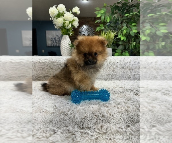 Medium Photo #4 Pomeranian Puppy For Sale in GREENFIELD, IN, USA