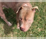 Small #1 Mutt