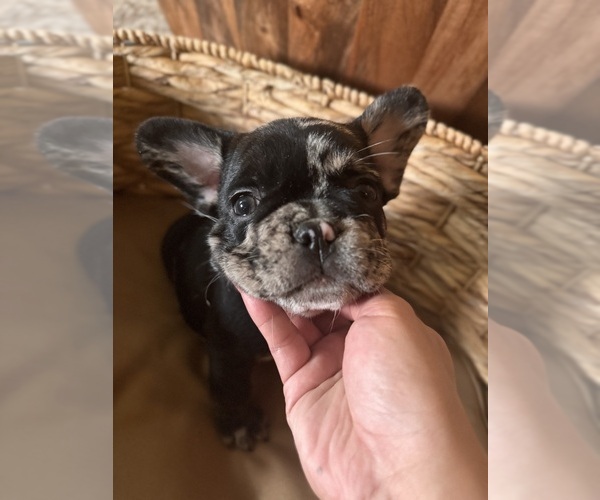 Medium Photo #5 French Bulldog Puppy For Sale in BONNEAU, SC, USA