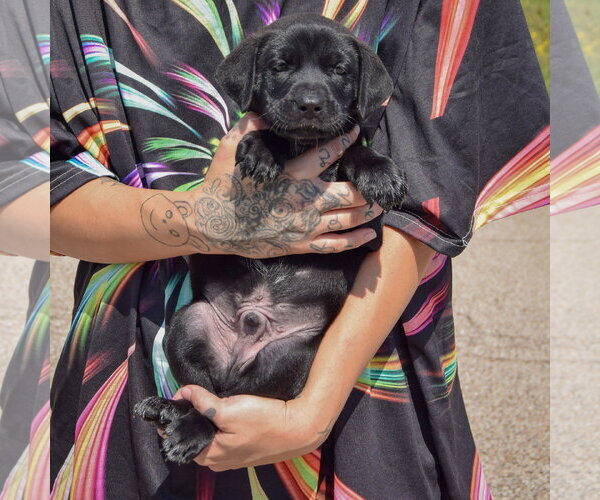 Medium Photo #3 American Bulldog-Chocolate Labrador retriever Mix Puppy For Sale in Huntley, IL, USA