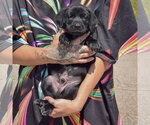 Small #2 American Bulldog-Chocolate Labrador retriever Mix