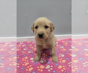 Golden Retriever Puppy for sale in WILLIAMSTOWN, KY, USA