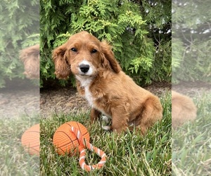 Cavapoo Puppy for sale in MIDDLEBURY, IN, USA