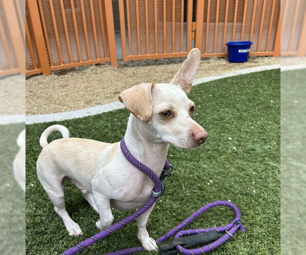 Medium Photo #1 Chihuahua-Unknown Mix Puppy For Sale in Las Vegas, NV, USA