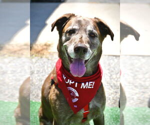 Labrador Retriever-Unknown Mix Dogs for adoption in Wakefield, RI, USA