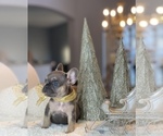 Puppy 5 French Bulldog