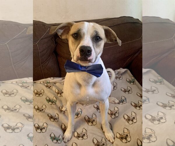 Medium Photo #8 Mutt Puppy For Sale in Spring, TX, USA