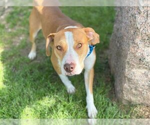 American Pit Bull Terrier-Unknown Mix Dogs for adoption in Waco, TX, USA