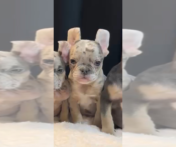 Medium Photo #1 French Bulldog Puppy For Sale in ENCINO, CA, USA