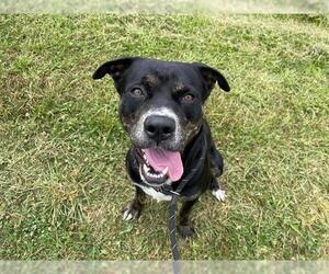 Rottweiler-Unknown Mix Dogs for adoption in Charlotte, NC, USA