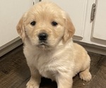 Small Photo #1 English Cream Golden Retriever Puppy For Sale in HALEYVILLE, AL, USA