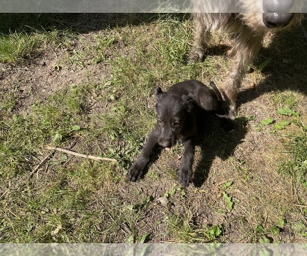 Medium Photo #13 Irish Wolfhound Puppy For Sale in ULYSSES, PA, USA