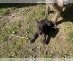 Small #12 Irish Wolfhound
