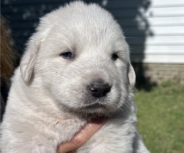 Medium Photo #2 Great Pyrenees Puppy For Sale in STOKES, NC, USA