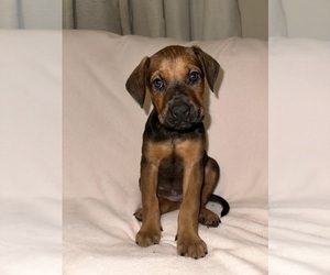 Cane Corso-Doberman Pinscher Mix Puppy for Sale in AKRON, Ohio USA