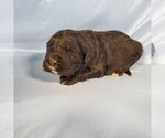 Small #11 Golden Mountain Dog