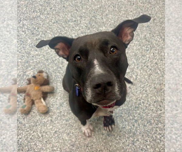 Medium Photo #5 American Staffordshire Terrier-Labrador Retriever Mix Puppy For Sale in Sayreville, NJ, NJ, USA