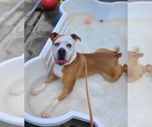 Violet Beauregarde Lonestar - Female Boxer-Unknown Mix Dog for Adoption - Photo #5