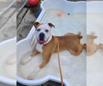 Small #4 Boxer Mix