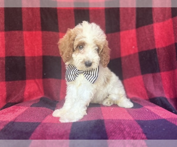 Medium Photo #5 Cavapoo Puppy For Sale in LAKELAND, FL, USA