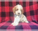 Small #4 Cavapoo