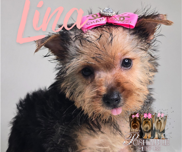 Medium Photo #12 Yorkshire Terrier Puppy For Sale in ELMHURST, IL, USA
