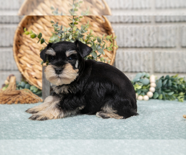 Medium Photo #31 Schnauzer (Miniature) Puppy For Sale in BALTIC, OH, USA