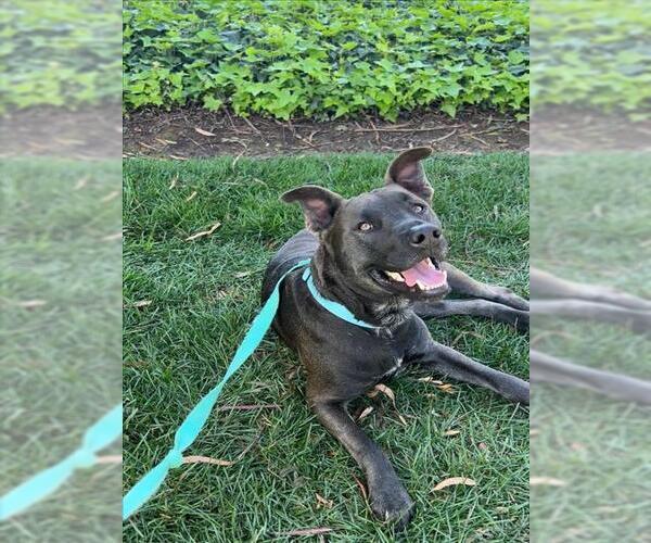 Medium Photo #2 Siberian Husky-Unknown Mix Puppy For Sale in Santa Barbara, CA, USA