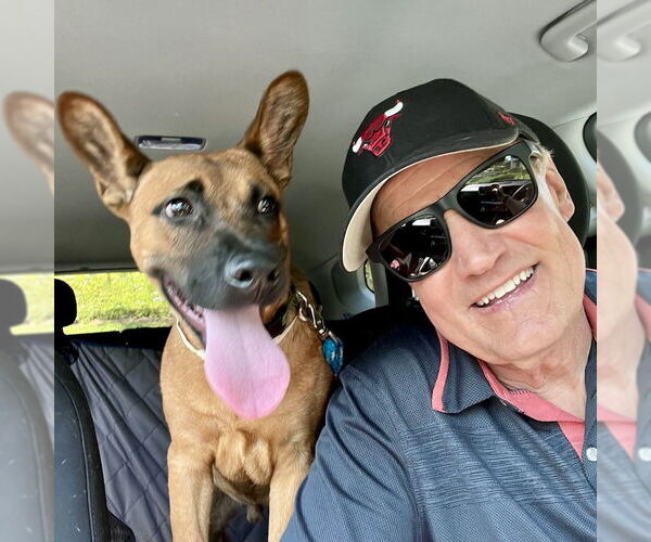 Medium Photo #4 Mutt Puppy For Sale in San Juan Capistrano, CA, USA