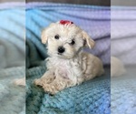 Small #1 Maltese