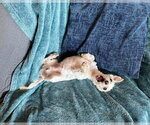 Small #5 Mutt