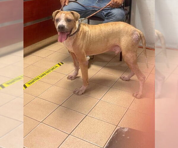 Medium Photo #1 Boxer-Unknown Mix Puppy For Sale in Escondido, CA, USA