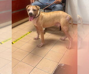 Boxer-Unknown Mix Dogs for adoption in Escondido, CA, USA