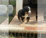 Small #5 Bernese Mountain Dog