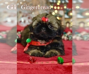 Shih Tzu Puppy for sale in SUGAR HILL, GA, USA