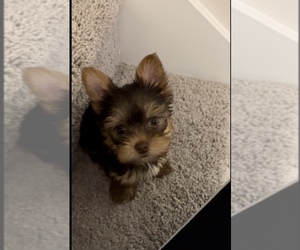 Yorkshire Terrier Puppy for sale in SIMPSONVILLE, SC, USA