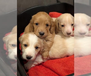 Dachshund Puppy for sale in FOREST CITY, NC, USA