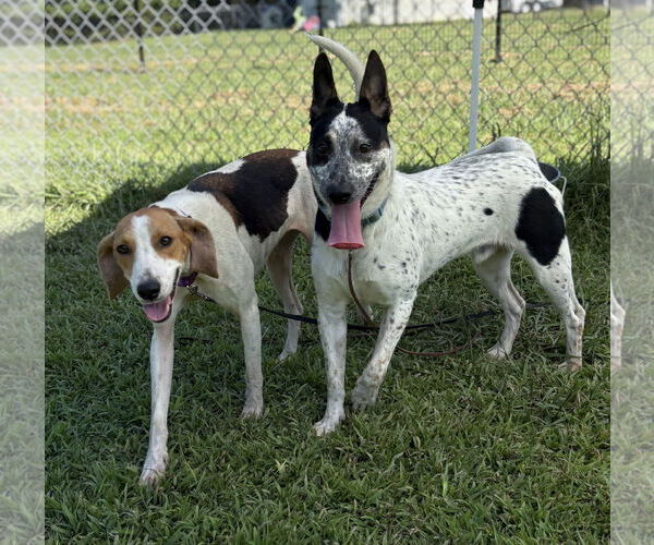 Medium Photo #3 Mutt Puppy For Sale in Virginia Beach, VA, USA