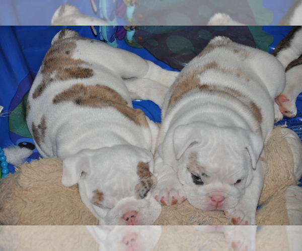 Medium Photo #16 English Bulldog Puppy For Sale in NAMPA, ID, USA
