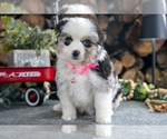 Small #1 Miniature Australian Shepherd